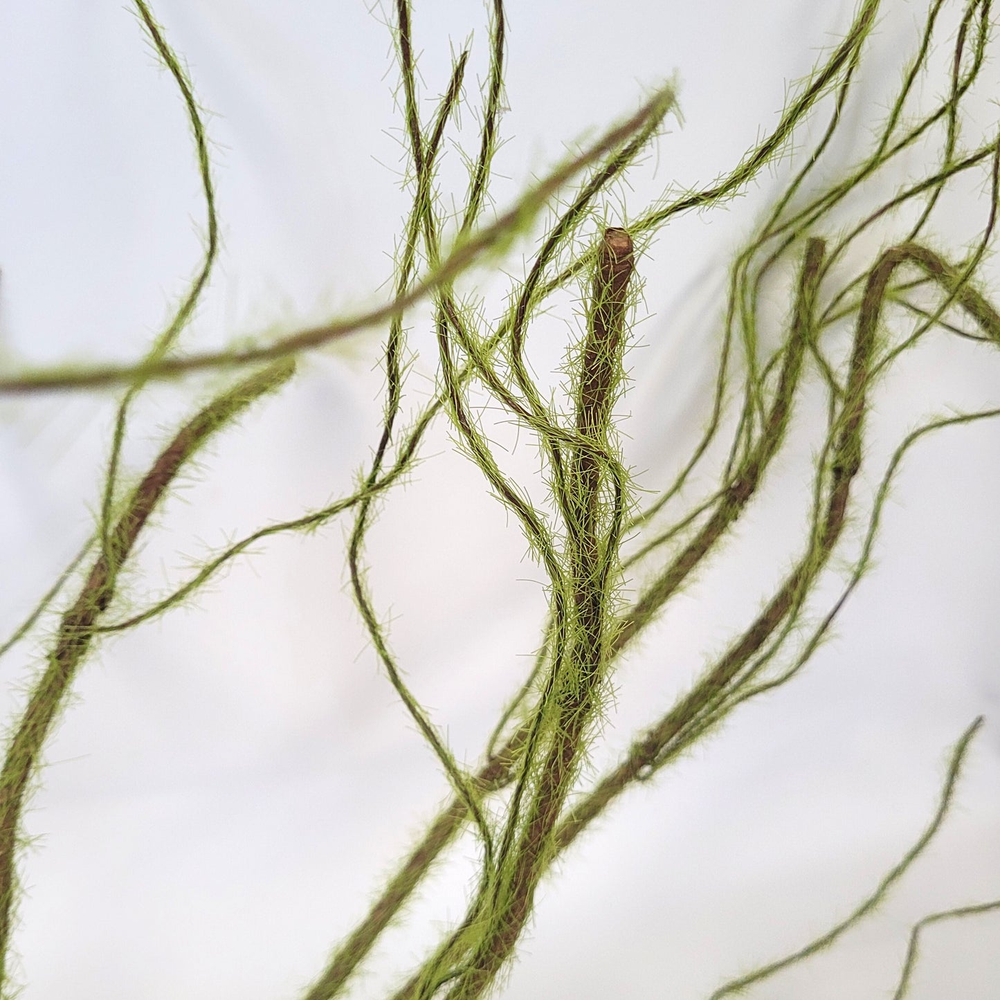 Grass Twig Branch 35.5‘’ | QPE