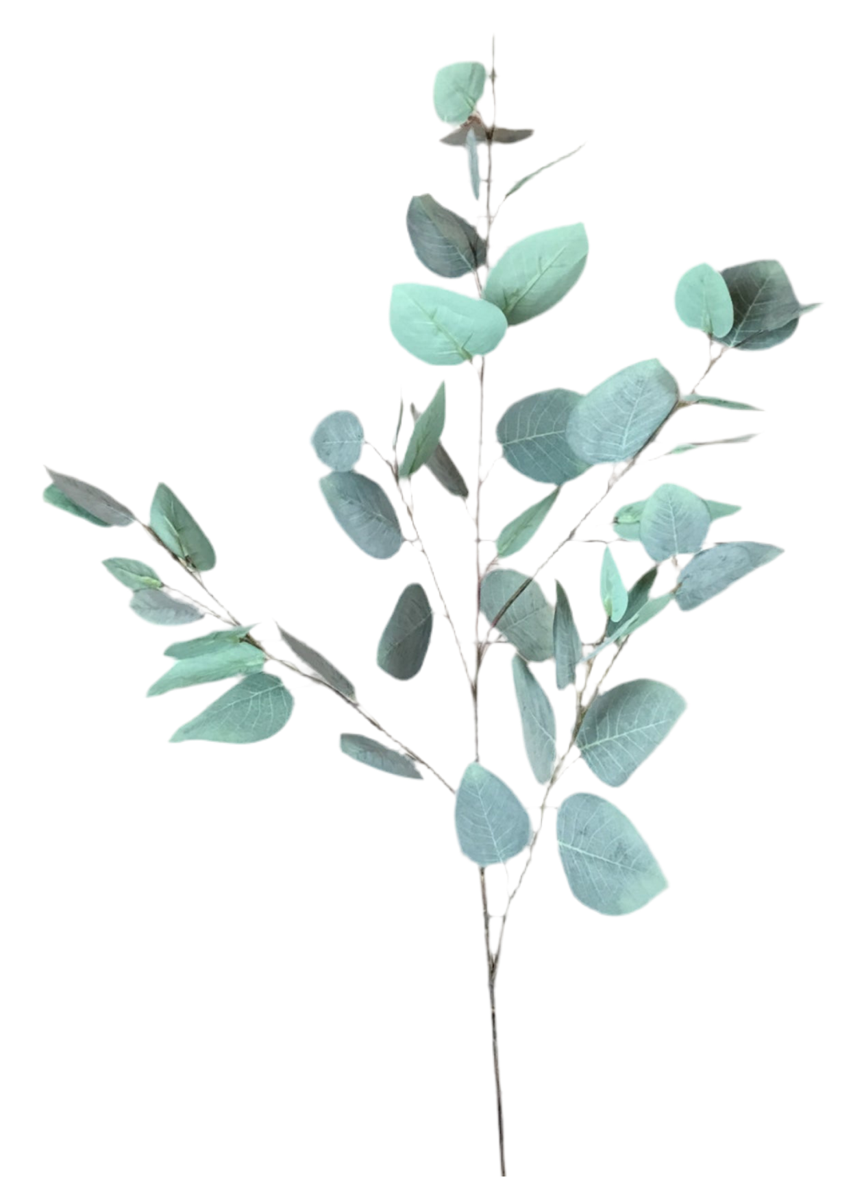 37" Silver Dollar Eucalyptus Spray |XJE