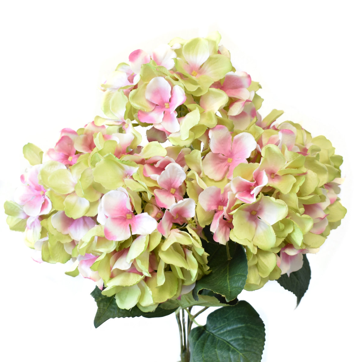 18” Garden Hydrangea Bush x5 - Green Pink