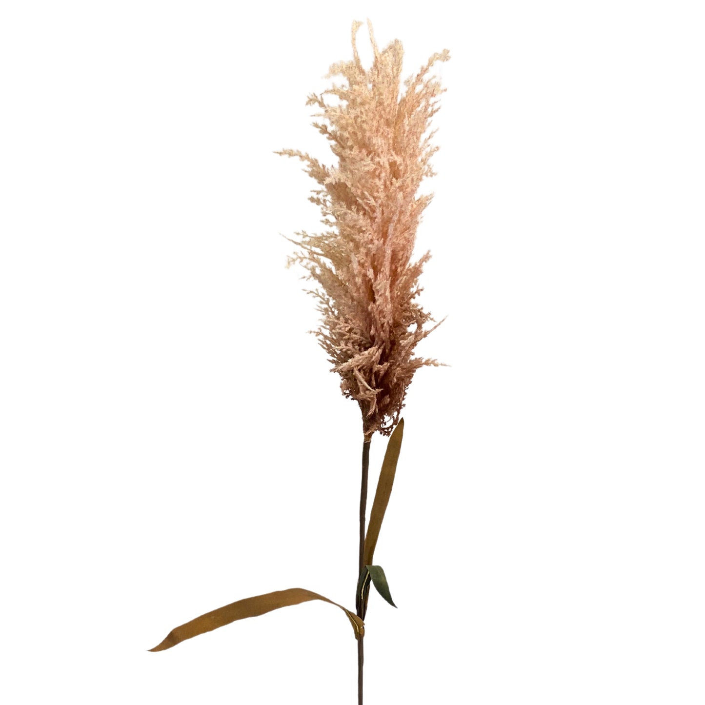 44" Pampas Stem - Cream/Brown | XJ