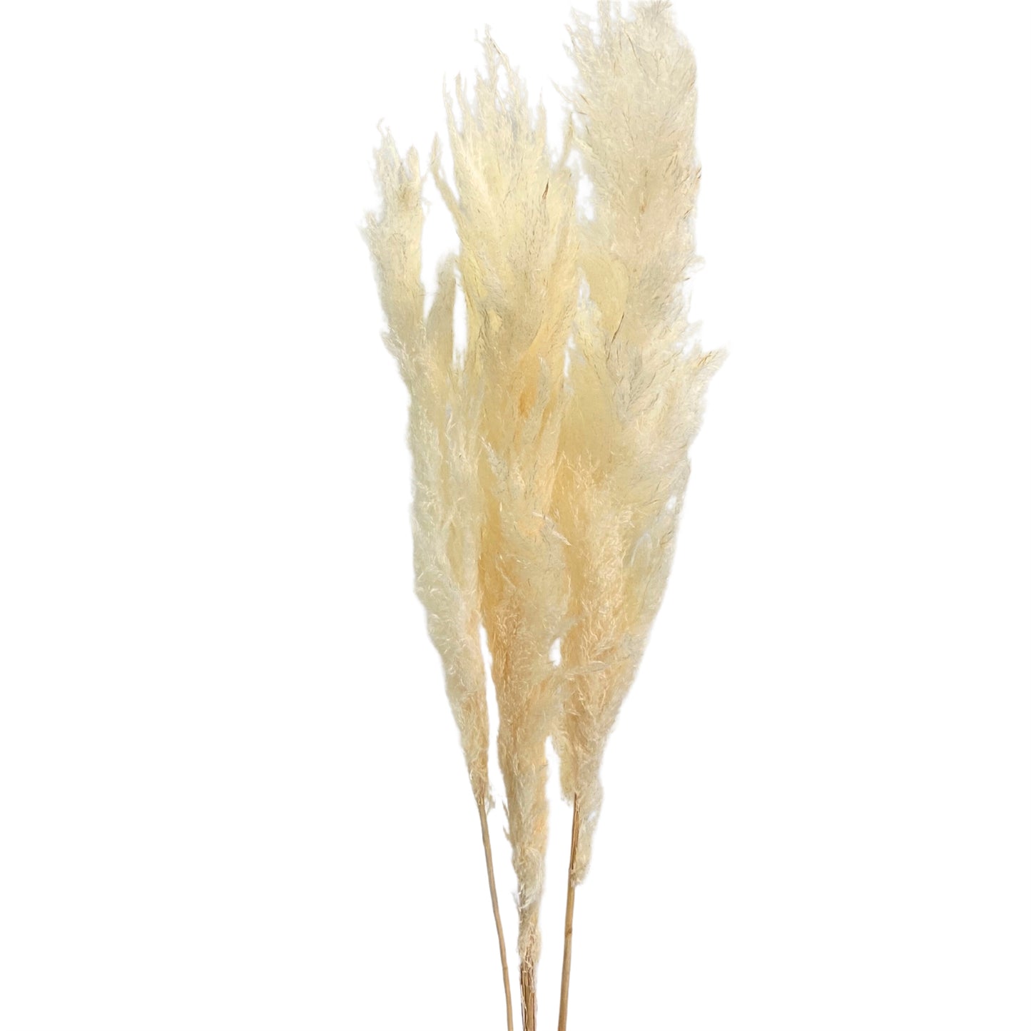 47" Cream Pampas Branch | XJ