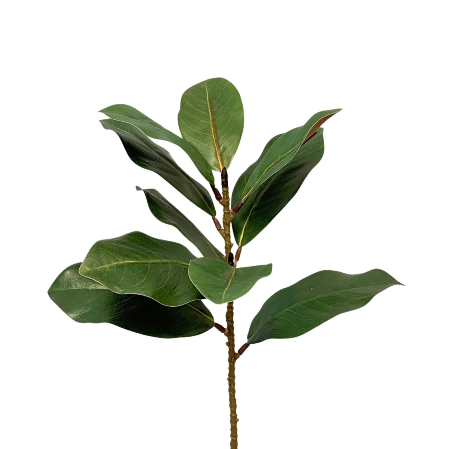 Eastern Green Magnolia Leaf Spray 21.5" | XJ