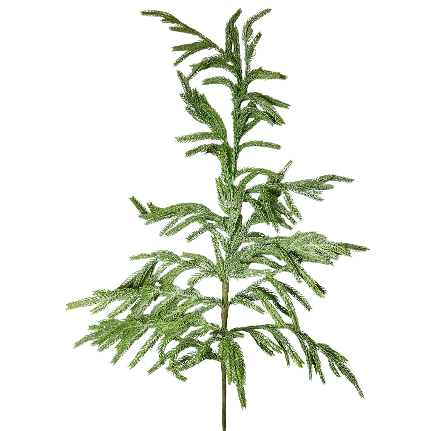 Eastern Norfolk Pine Spray 36” | XJ