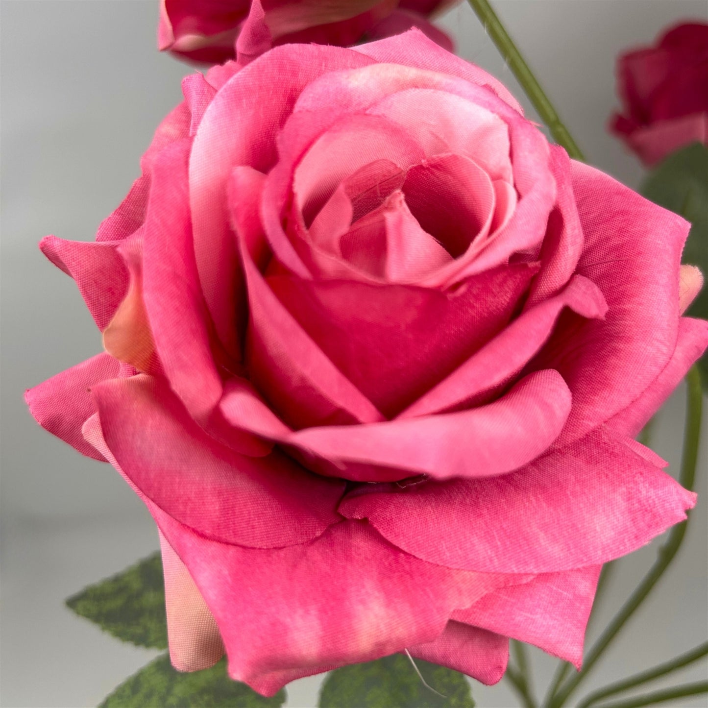 Heirloom Diamond Rose Bush x7 - 22" Hot Pink | GTE