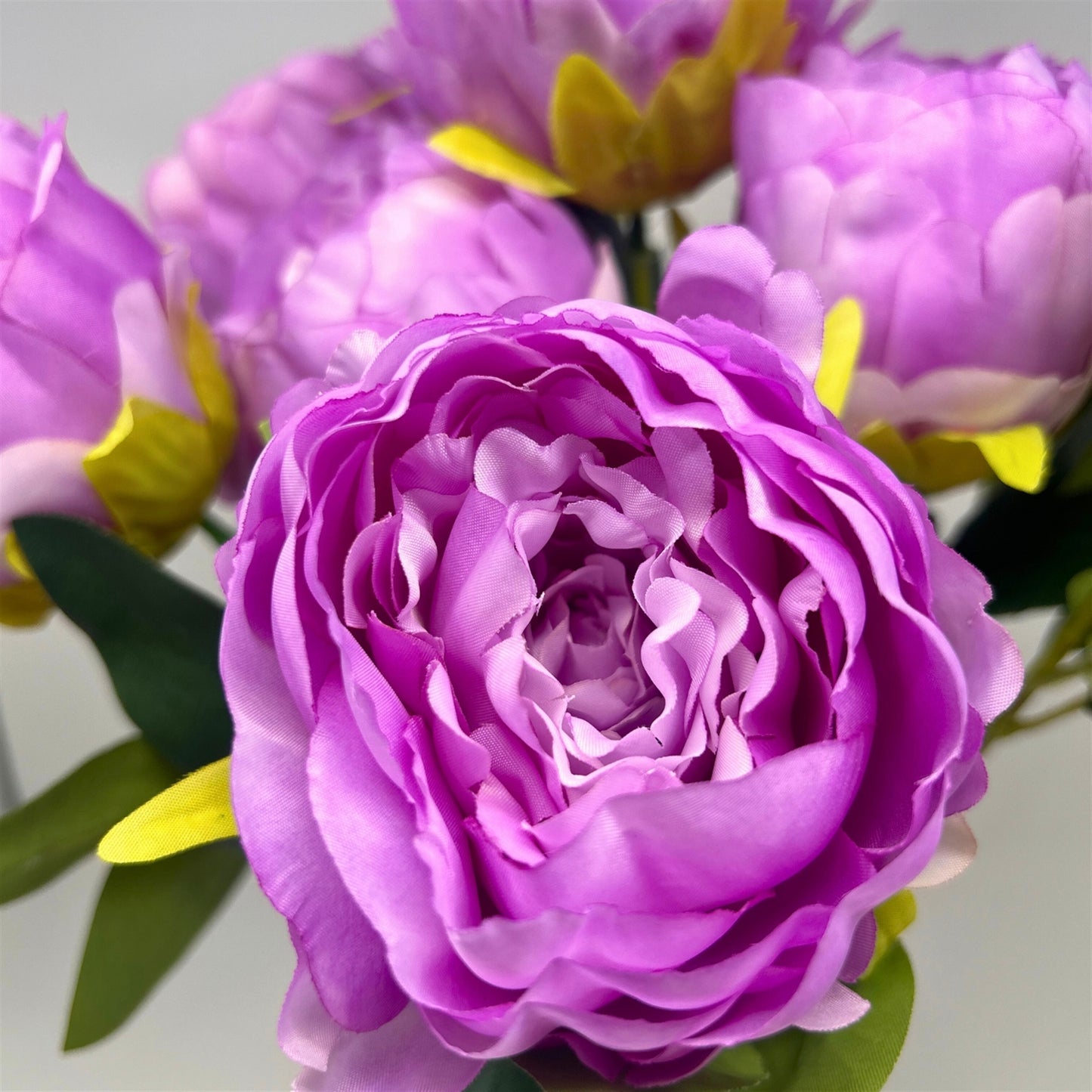 Garden Peony Bush x7 - Lavender - 17" | GTE