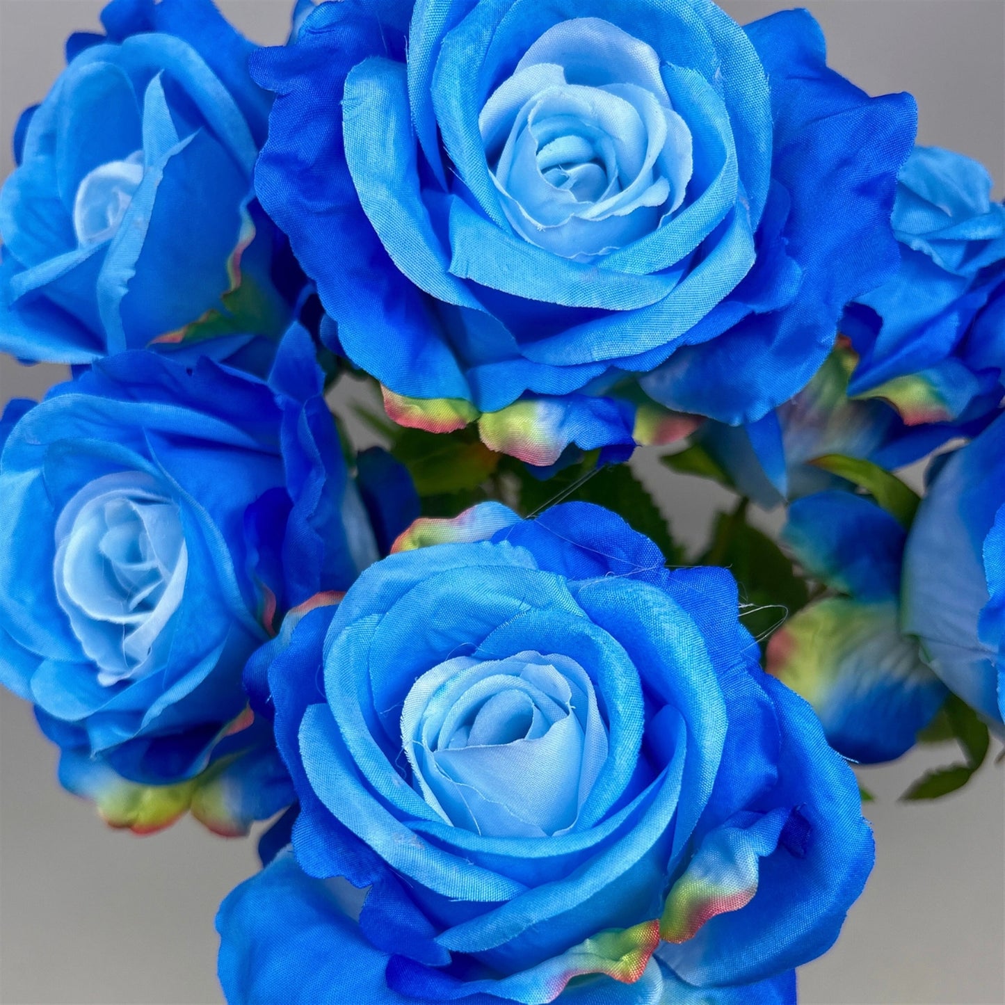 Large Hybrid Rose Bush x7 - Blue 17" | GTE