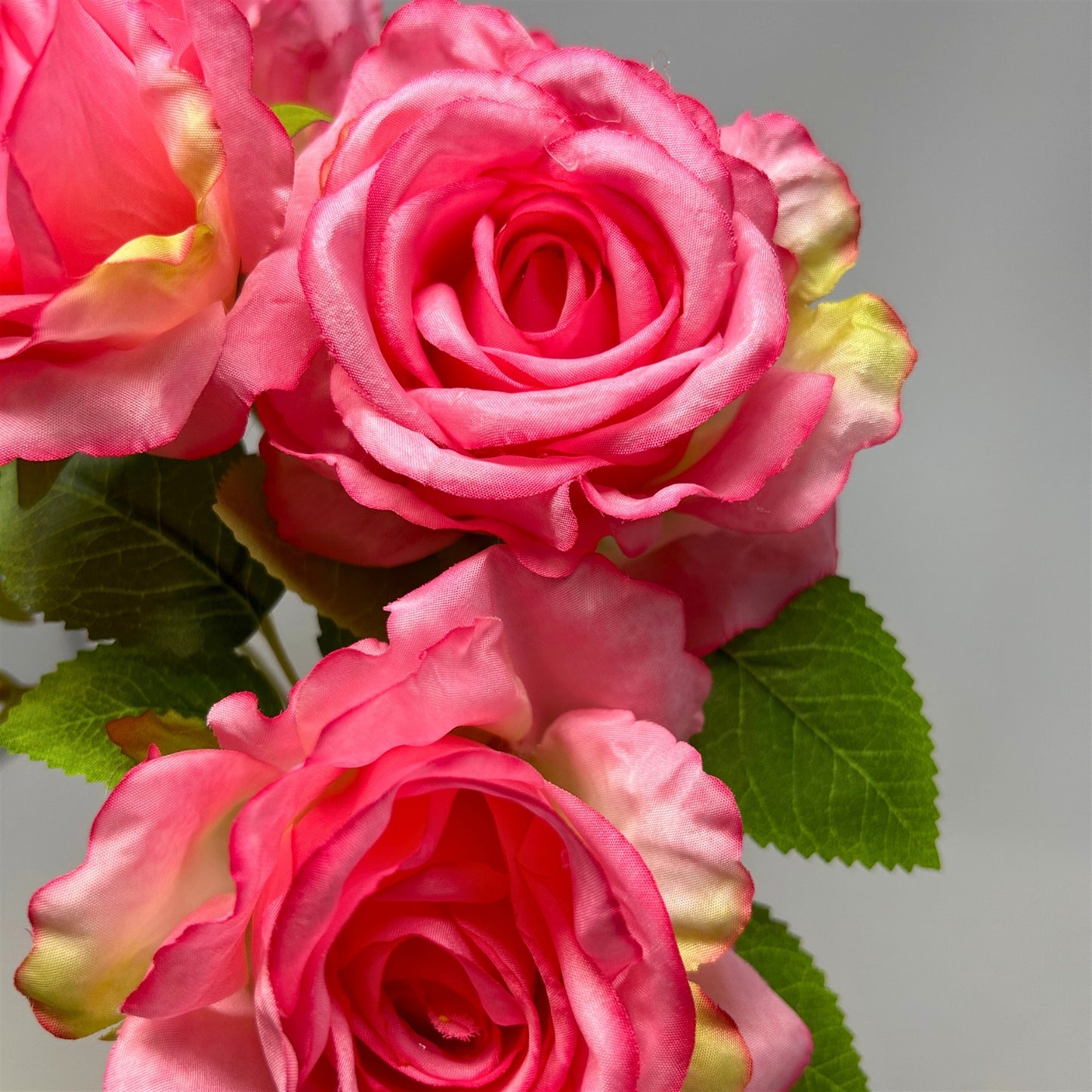 Large Hybrid Rose Bush x7 - Pink 17" | GTE