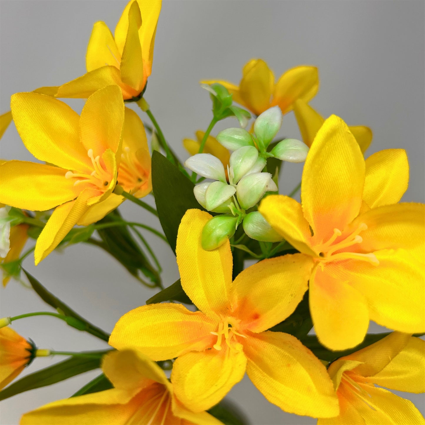 Dew Drop Bush x6 - Yellow - 13" | GTE