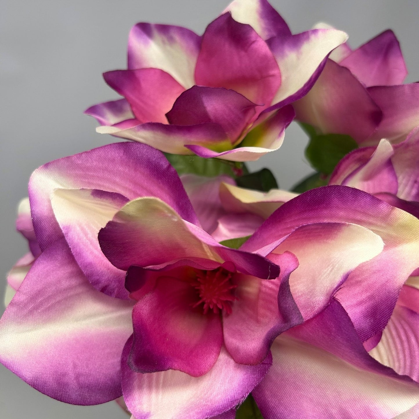 Pacific Magnolia Bush x5 - Orchid 19" | GTE