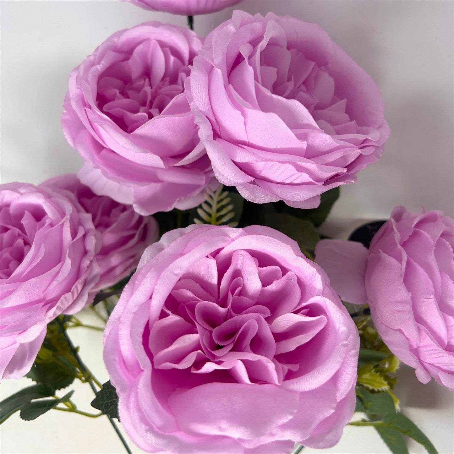 English Rose Bush x9 - 24" Lavender | GTE