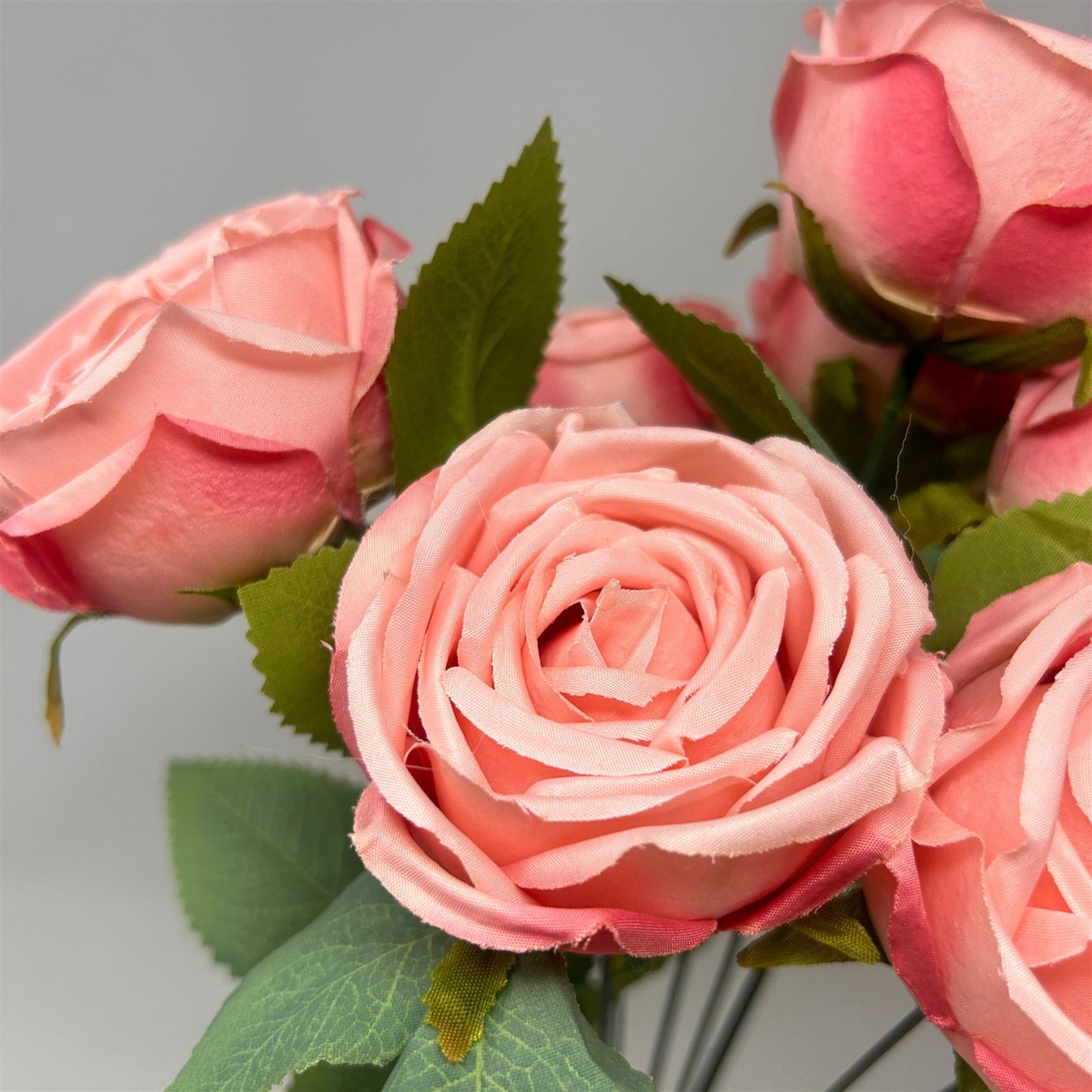 Cabbage Rose Bush x9 - 16" Pink | GTE