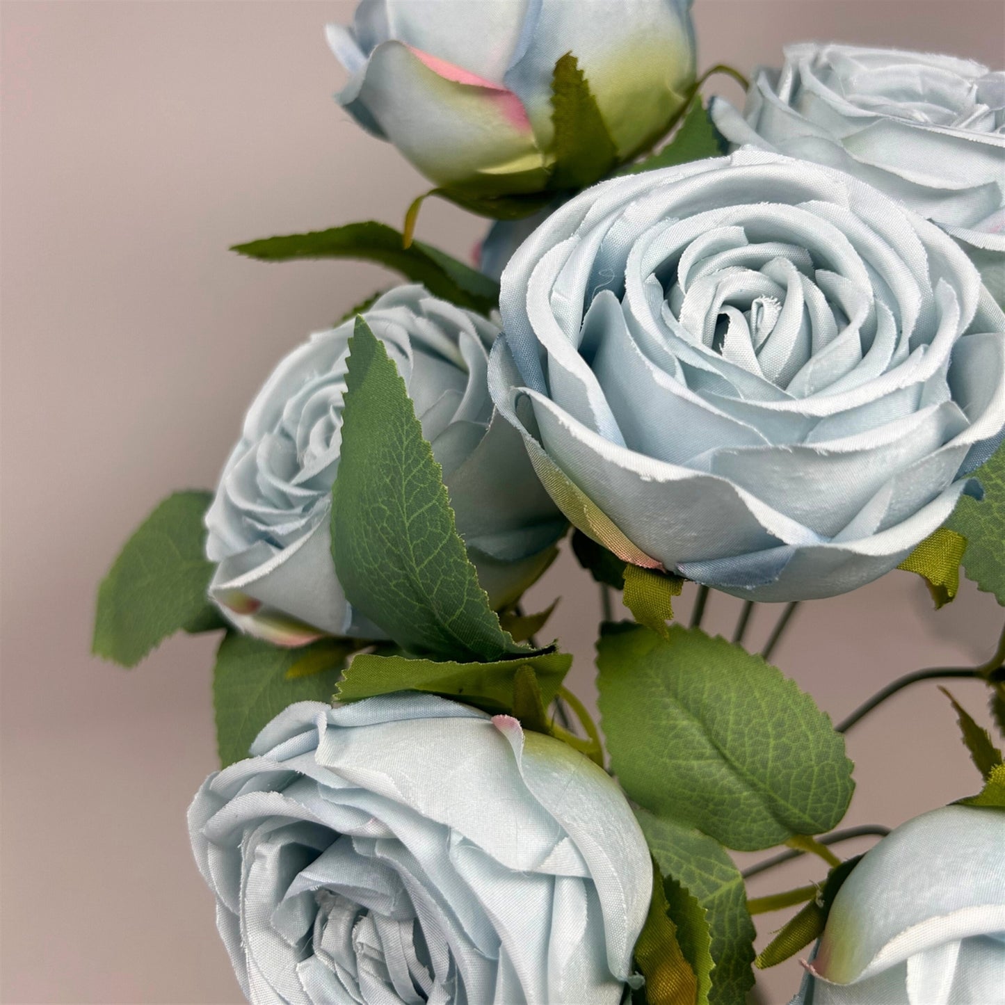 Cabbage Rose Bush x9 - 16" Soft Blue | GTE