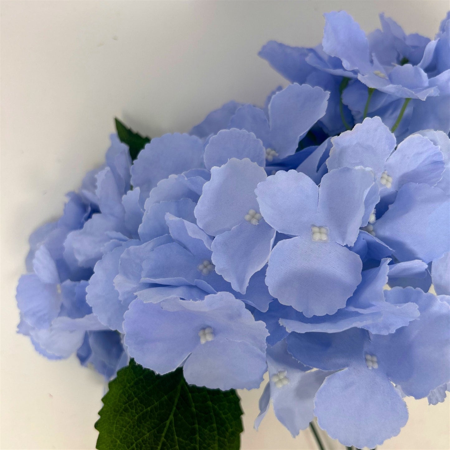 Southern Hydrangea Bush x5 - 18" French Blue | QOE