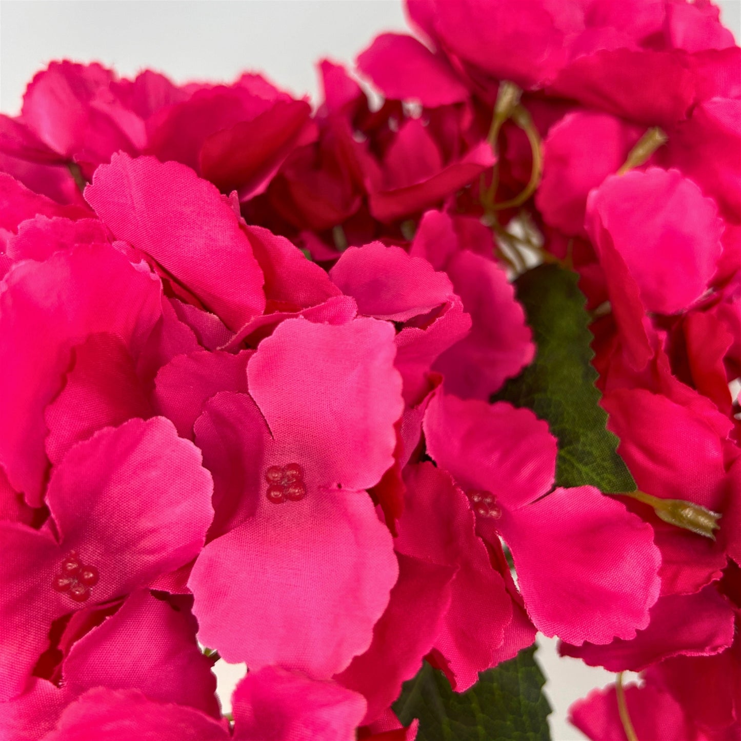 Southern Hydrangea Bush x5 - 18" Hot Pink | QOE