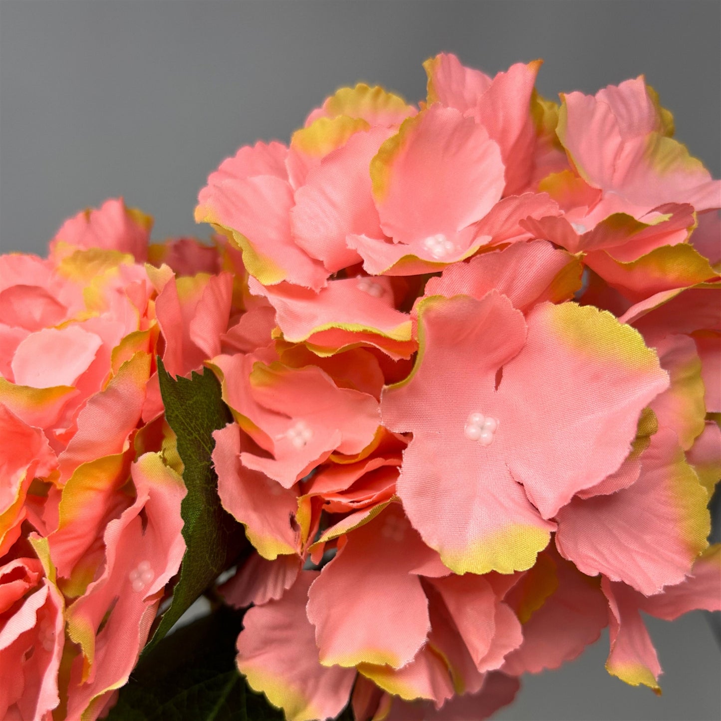 Southern Hydrangea Bush x5 - 18" Pink Green | QOE