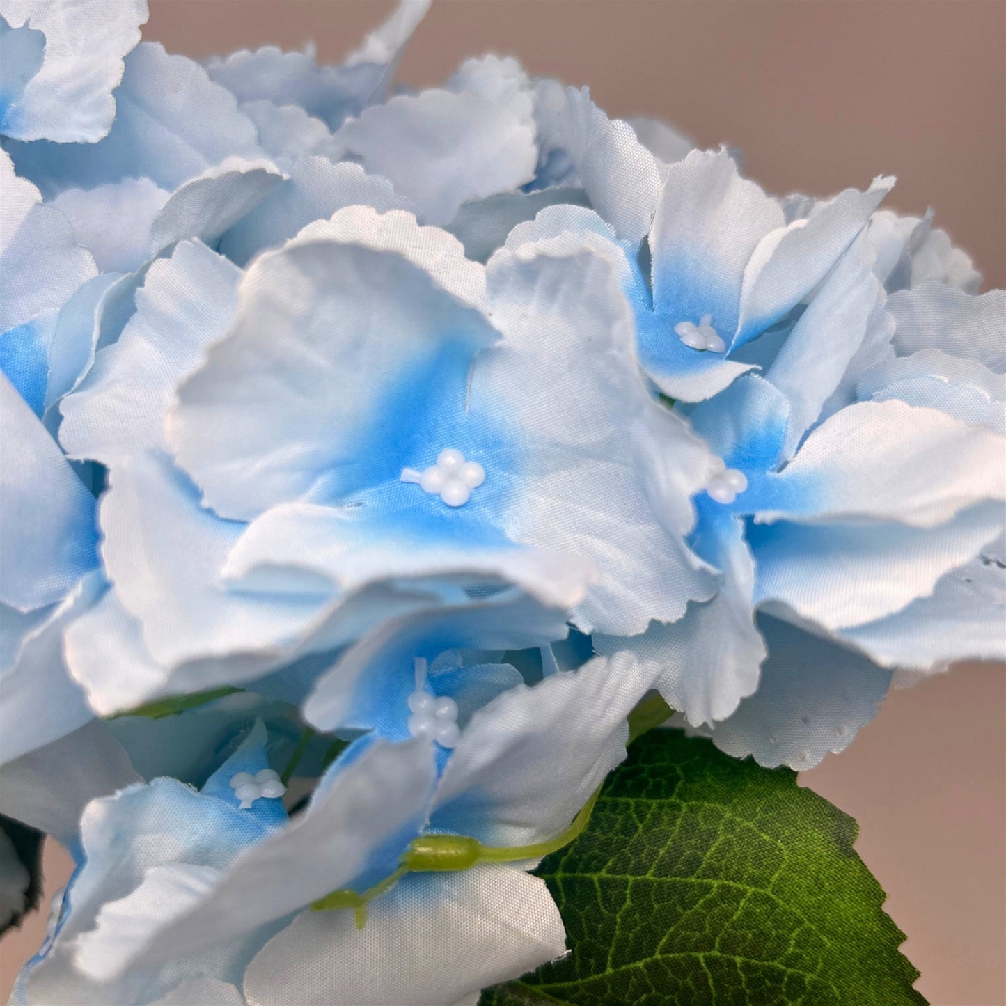 Southern Hydrangea Bush x5 - 18" Pale Blue | QOE