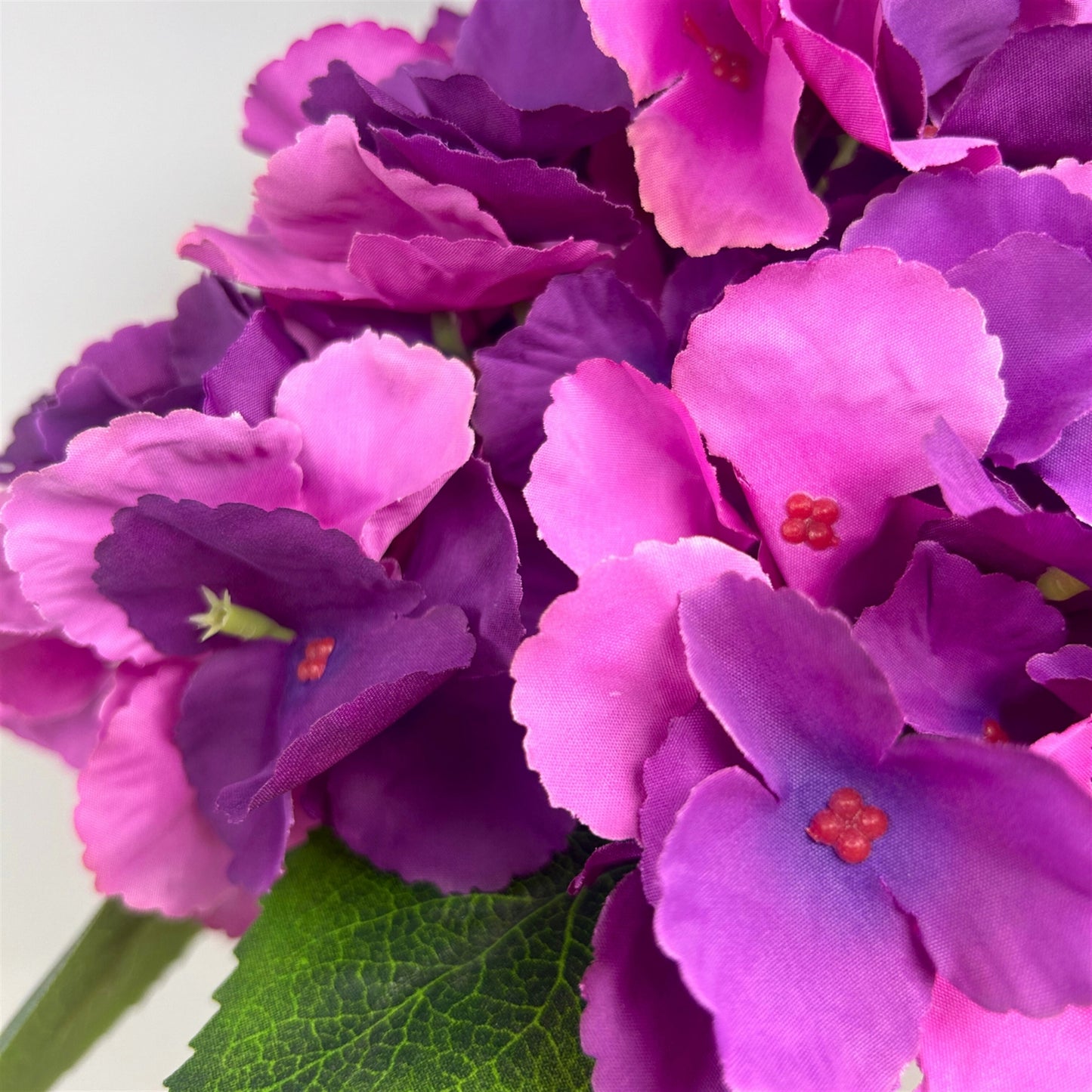 Southern Hydrangea Bush x5 - 18" Plum | QOE