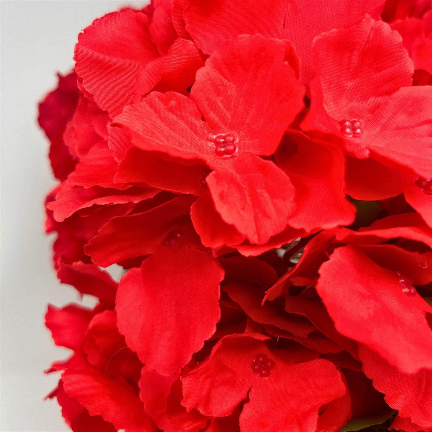 Southern Hydrangea Bush x5 - 18" Red | QOE