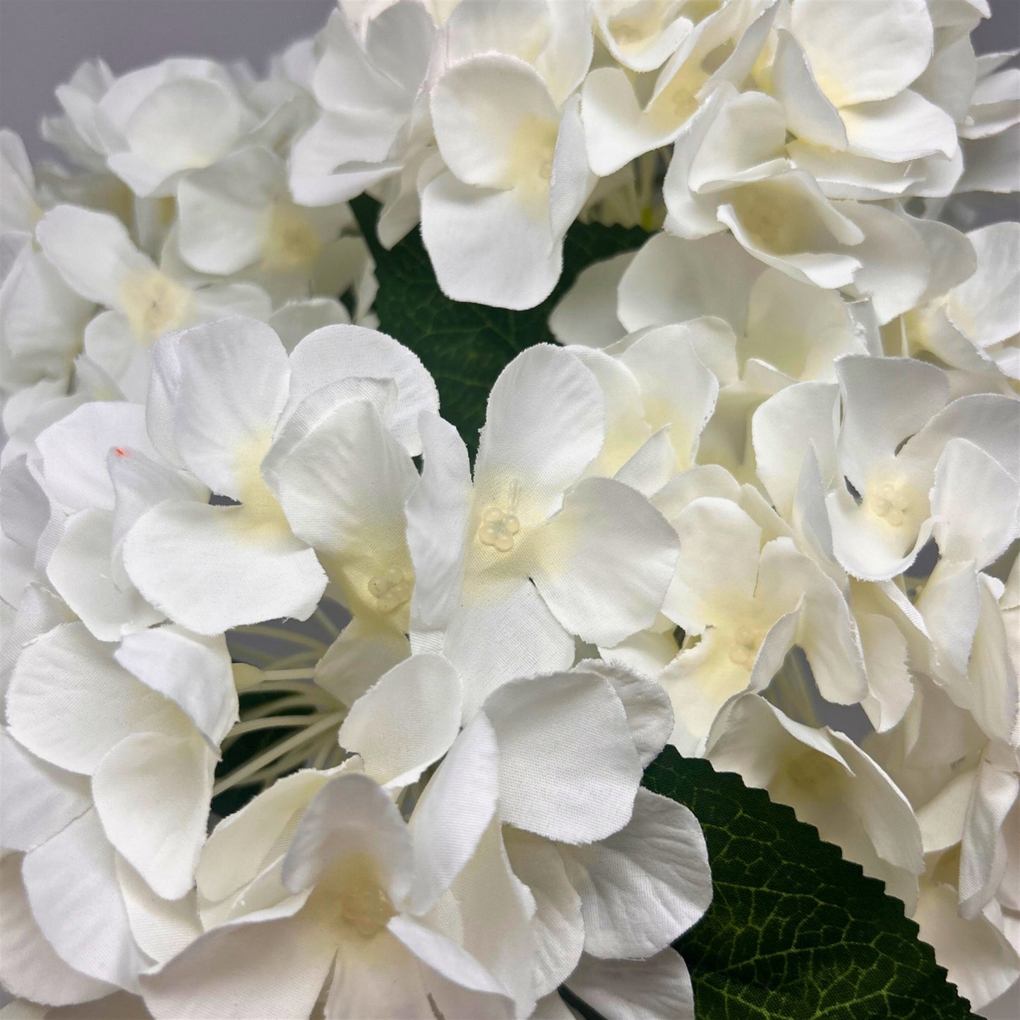 English Garden Hydrangea Bush x5 - 17" Cream