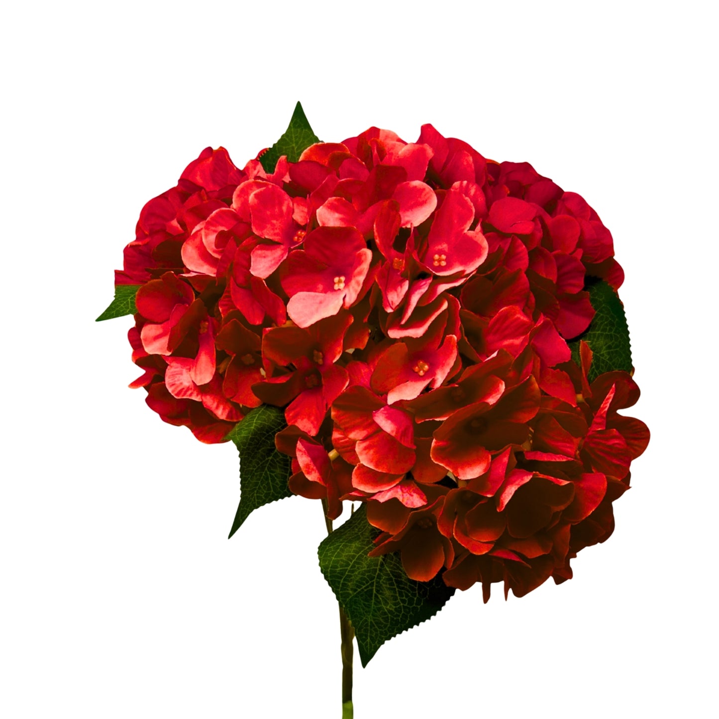 English Garden Hydrangea Bush x5 - 17" Dark Red