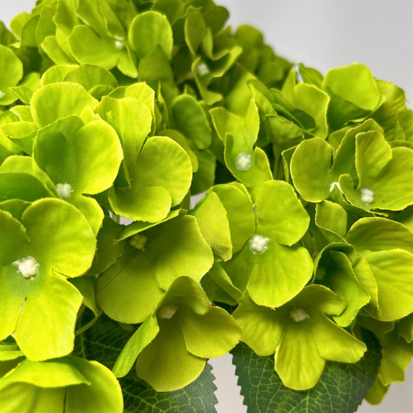 English Garden Hydrangea Bush x5 - 17" Lime
