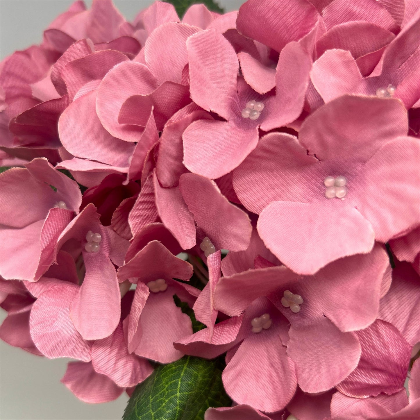 English Garden Hydrangea Bush x5 - 17" Mauve