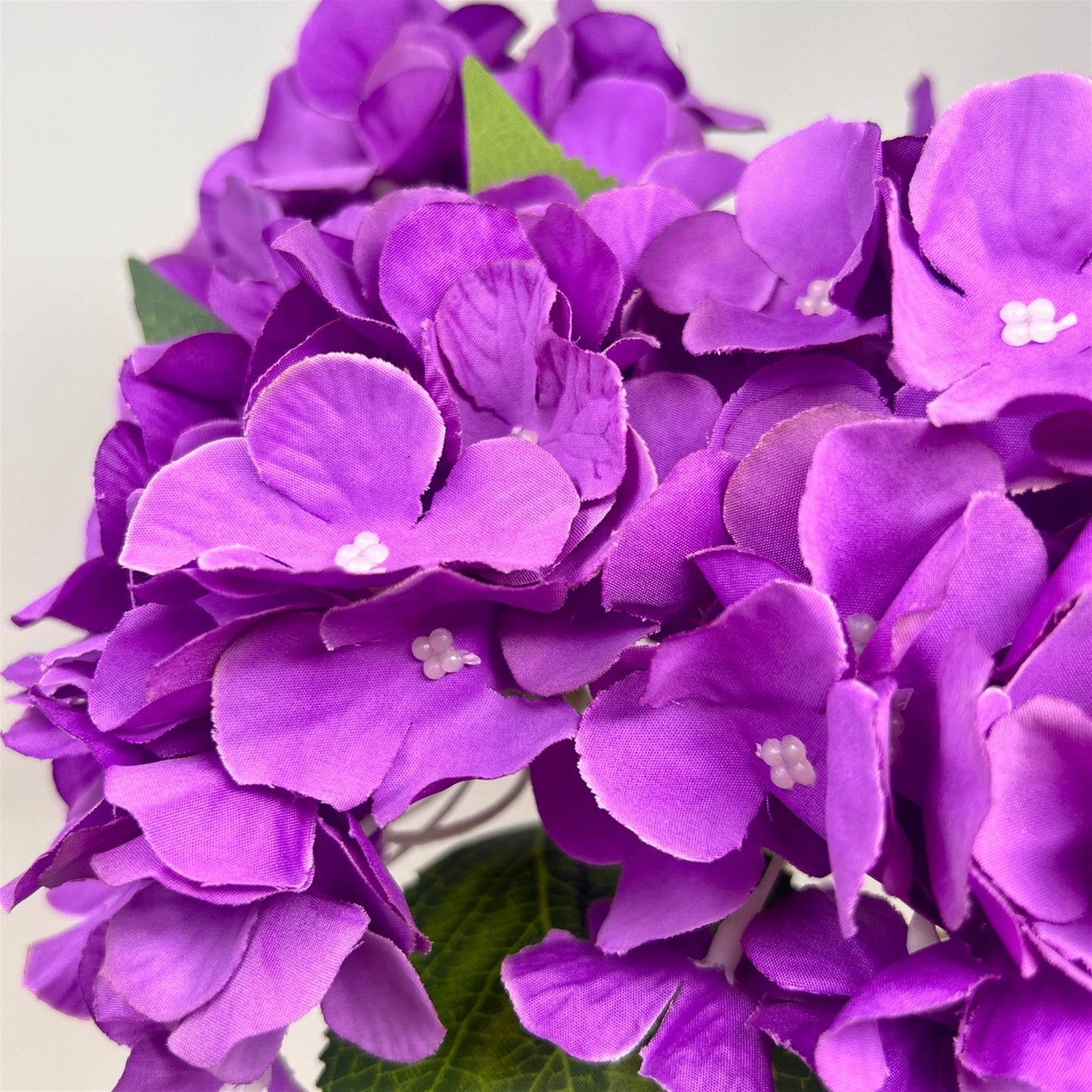 English Garden Hydrangea Bush x5 - 17" Purple