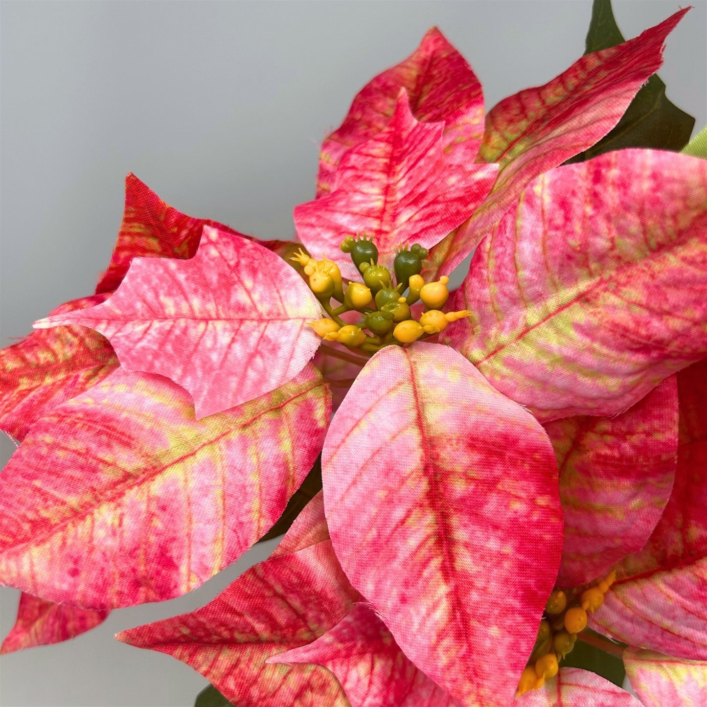 Marbled Poinsettia Bush x5 - 18" Dia:8" - Hot Pink