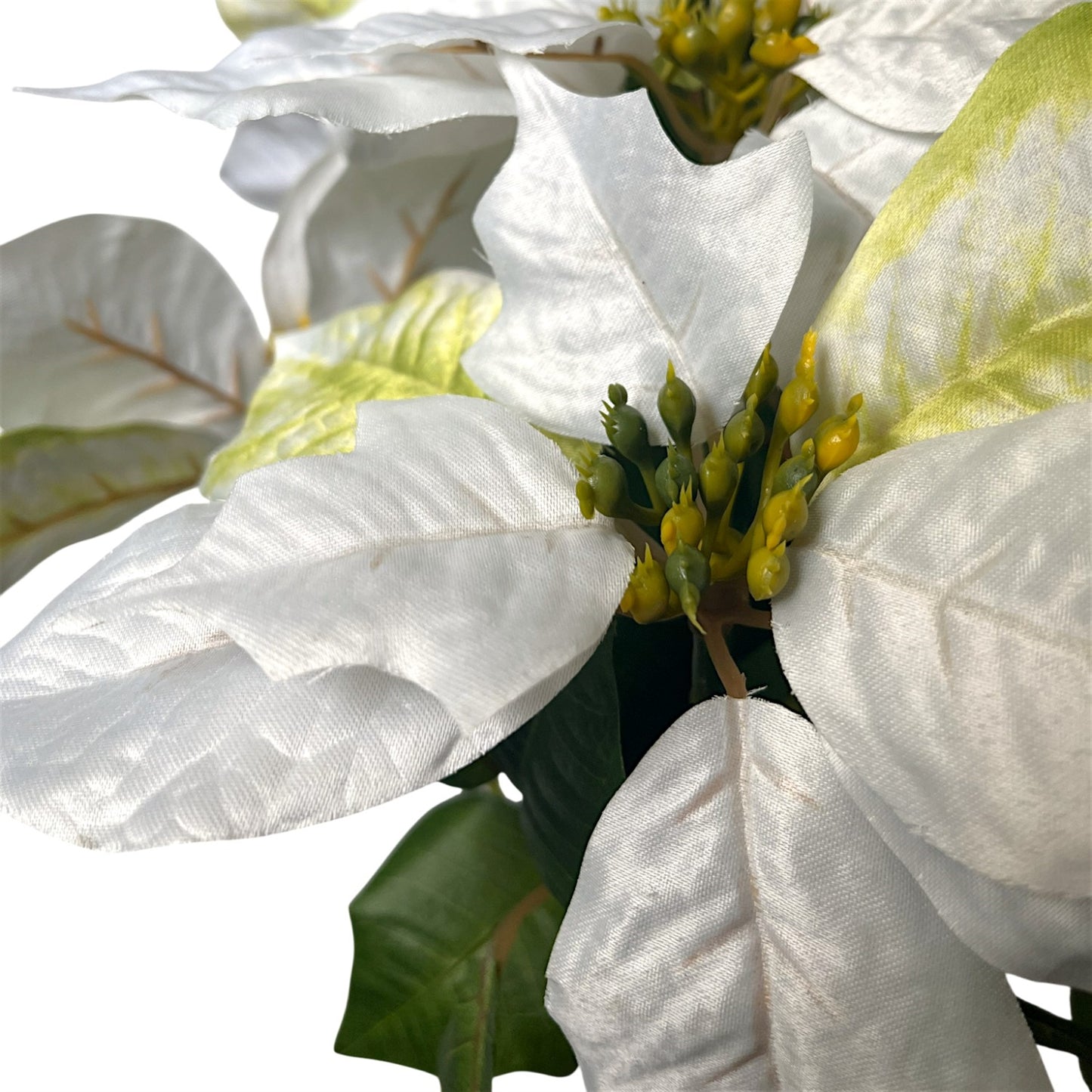 Grand Marbled Poinsettia Bush x12 - H:21" Dia:8" - White | DB