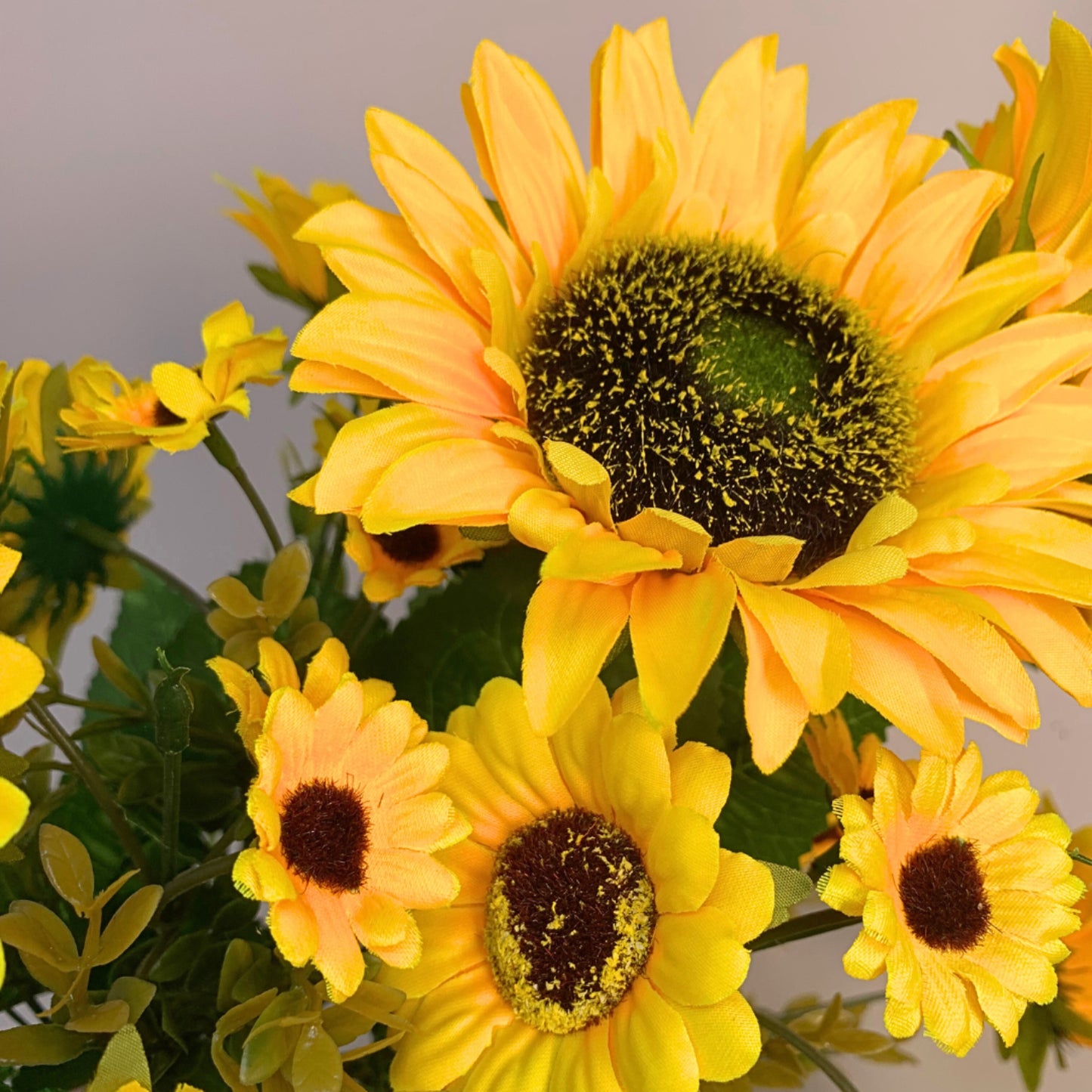 Sunflower Boxwood Bush x 10 - Yellow 17" | YS