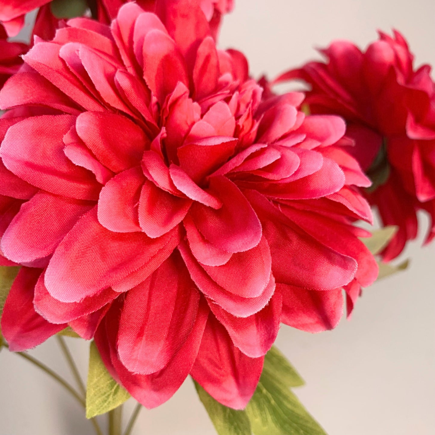 Flower Market Dahlia Bush - Beauty x 7 16" | YSE