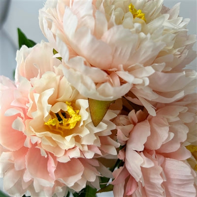 Mountain Peony Bush x 5 - Blush - 17” |YSE