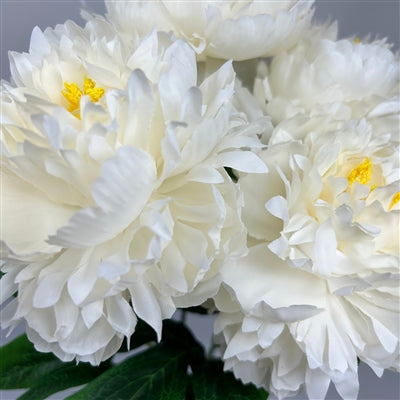 Mountain Peony Bush x 5 - Cream - 17” |YSE