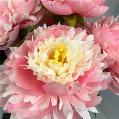 Mountain Peony Bush x 5 - Lt. Pink - 17” |YSE
