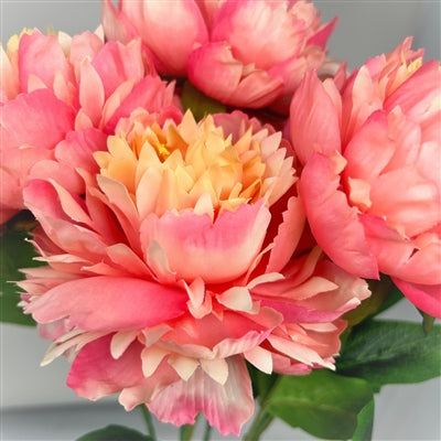 Mountain Peony Bush x 5 -Pink/Yellow - 17” |YSE