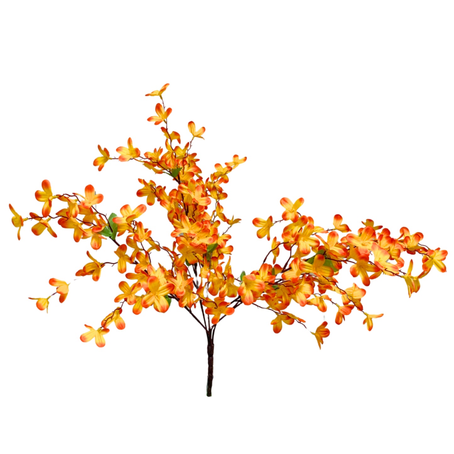 Tweedia Bush x5 - 24" - Orange | BYE