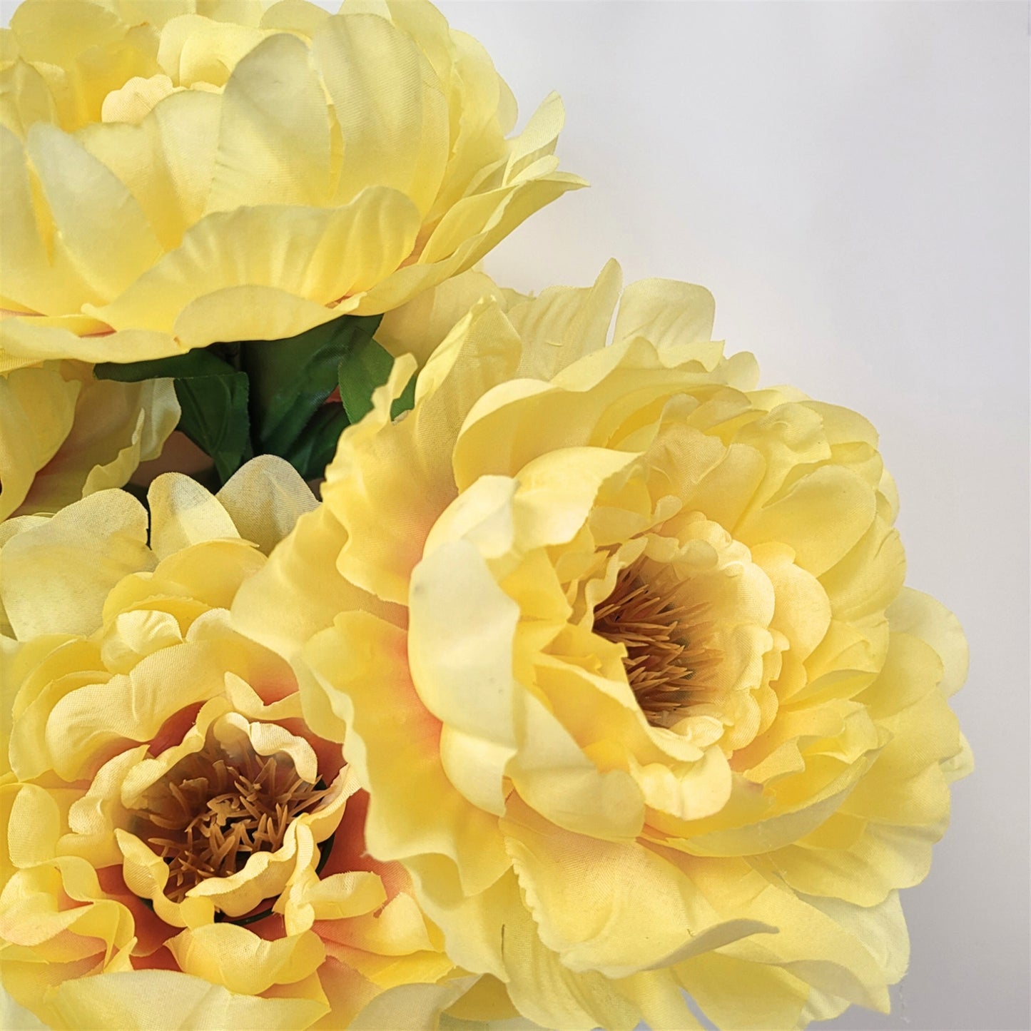 Peony Bush x7 Blooms Yellow 18" | CZE