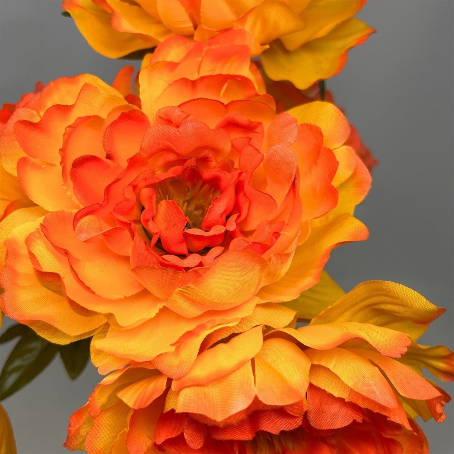 Peony Bush x7 Orange - 18"