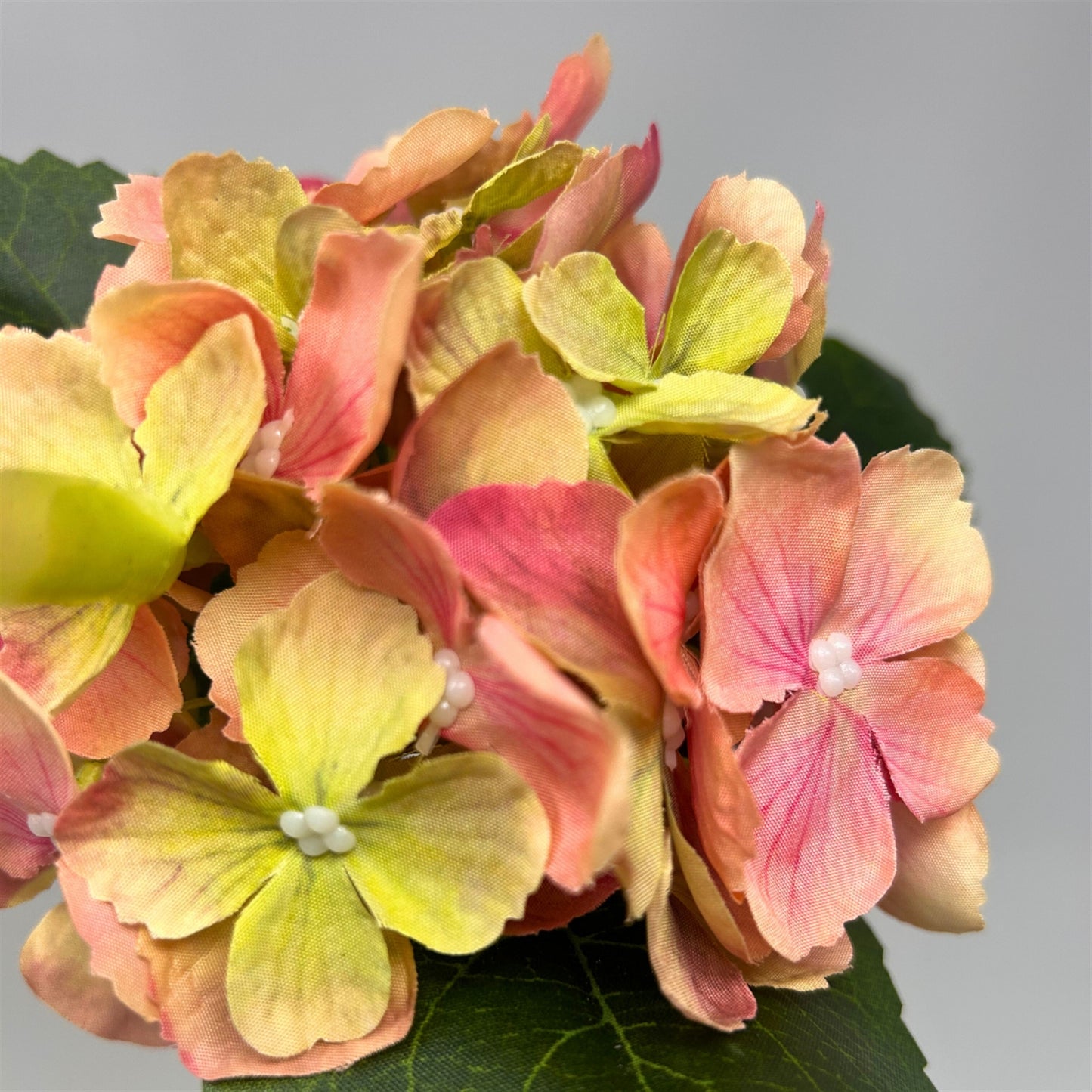 Petite Garden Hydrangea 13" - Pink/Green | GTE