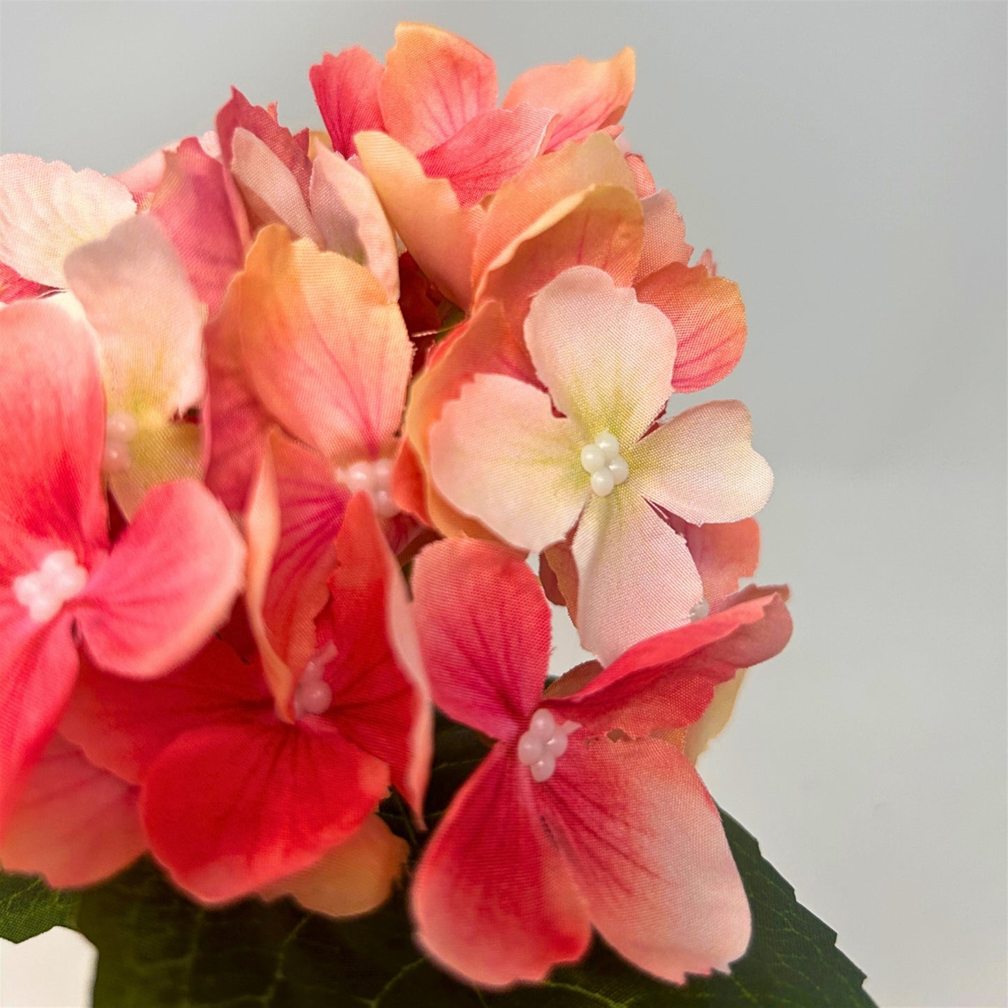 Petite Garden Hydrangea 13" - Salmon | GTE
