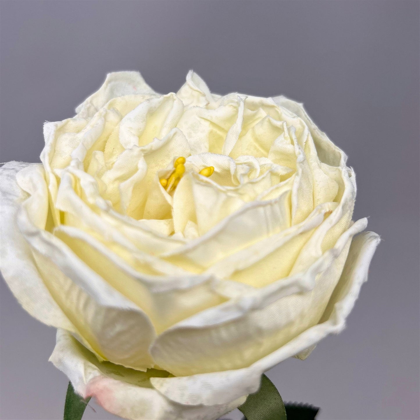 Windsor Rose Stem 24" - Cream | GTE