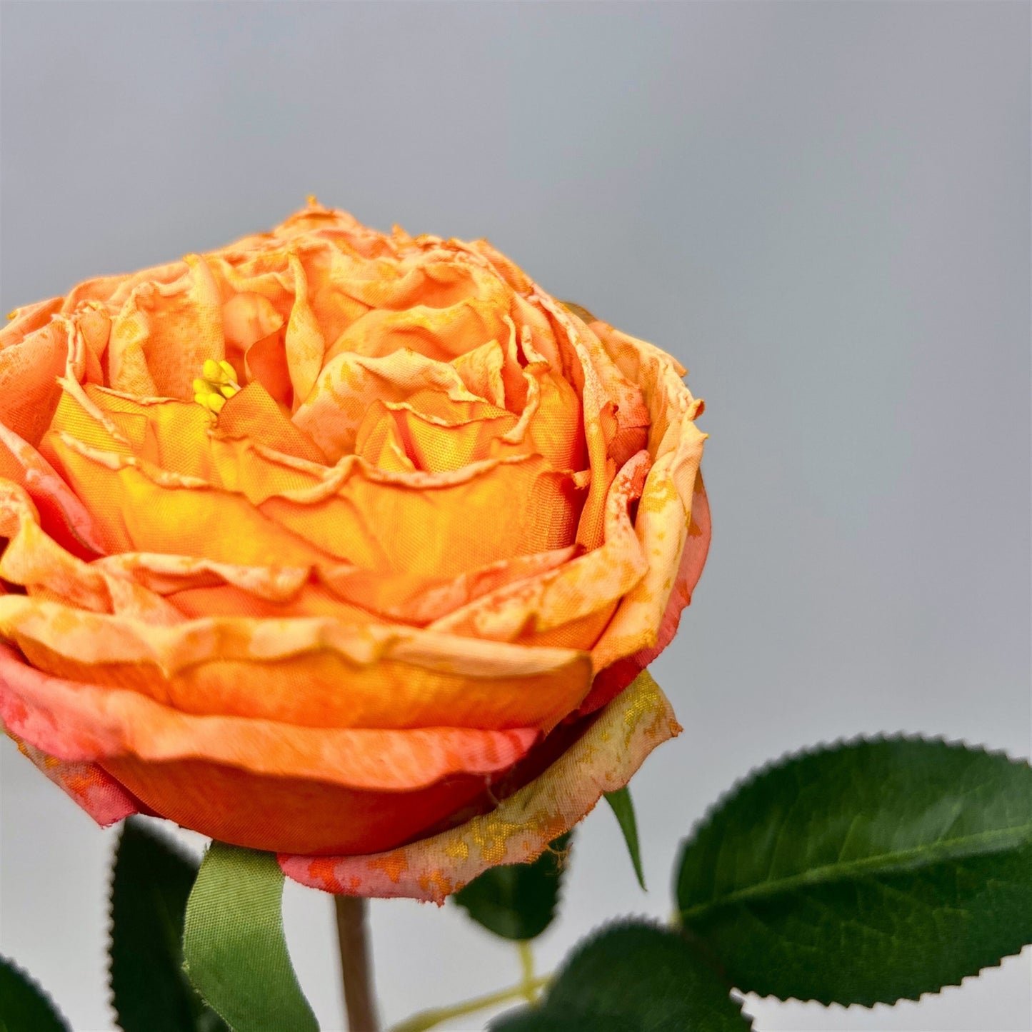 Windsor Rose Stem 24"- Spring Orange | GTE