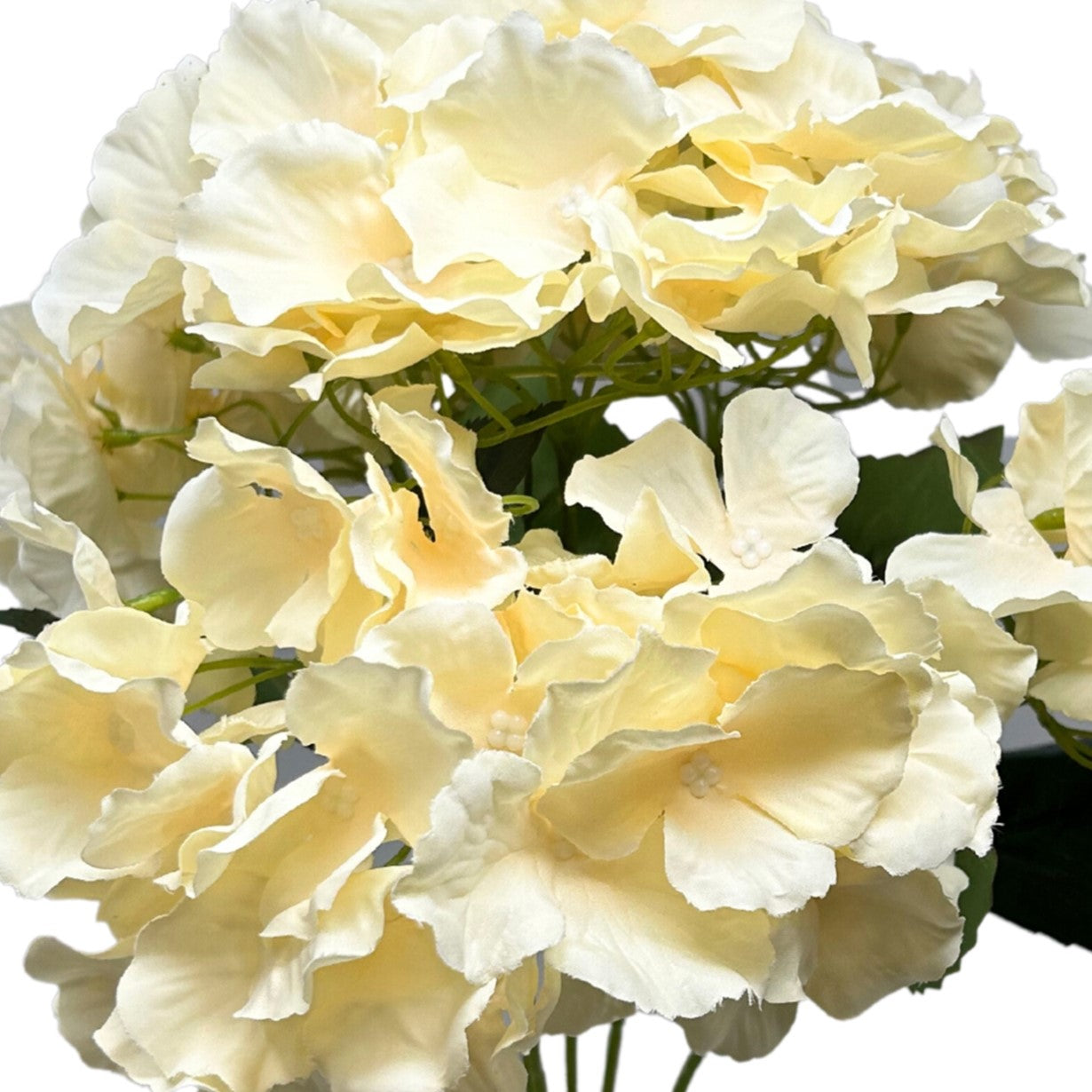 Cypress Garden Hydrangea Bush x 5 - 19” - Champagne |YSE