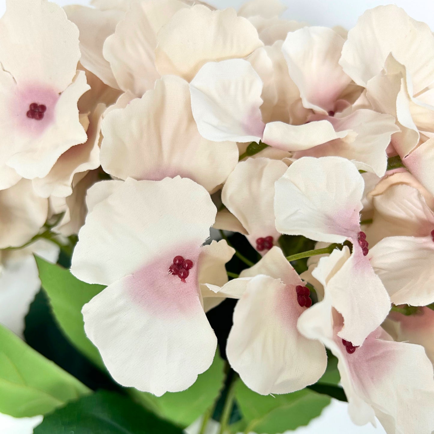 Cypress Garden Hydrangea Bush x 5 -19” - Lt. Pink |YSE