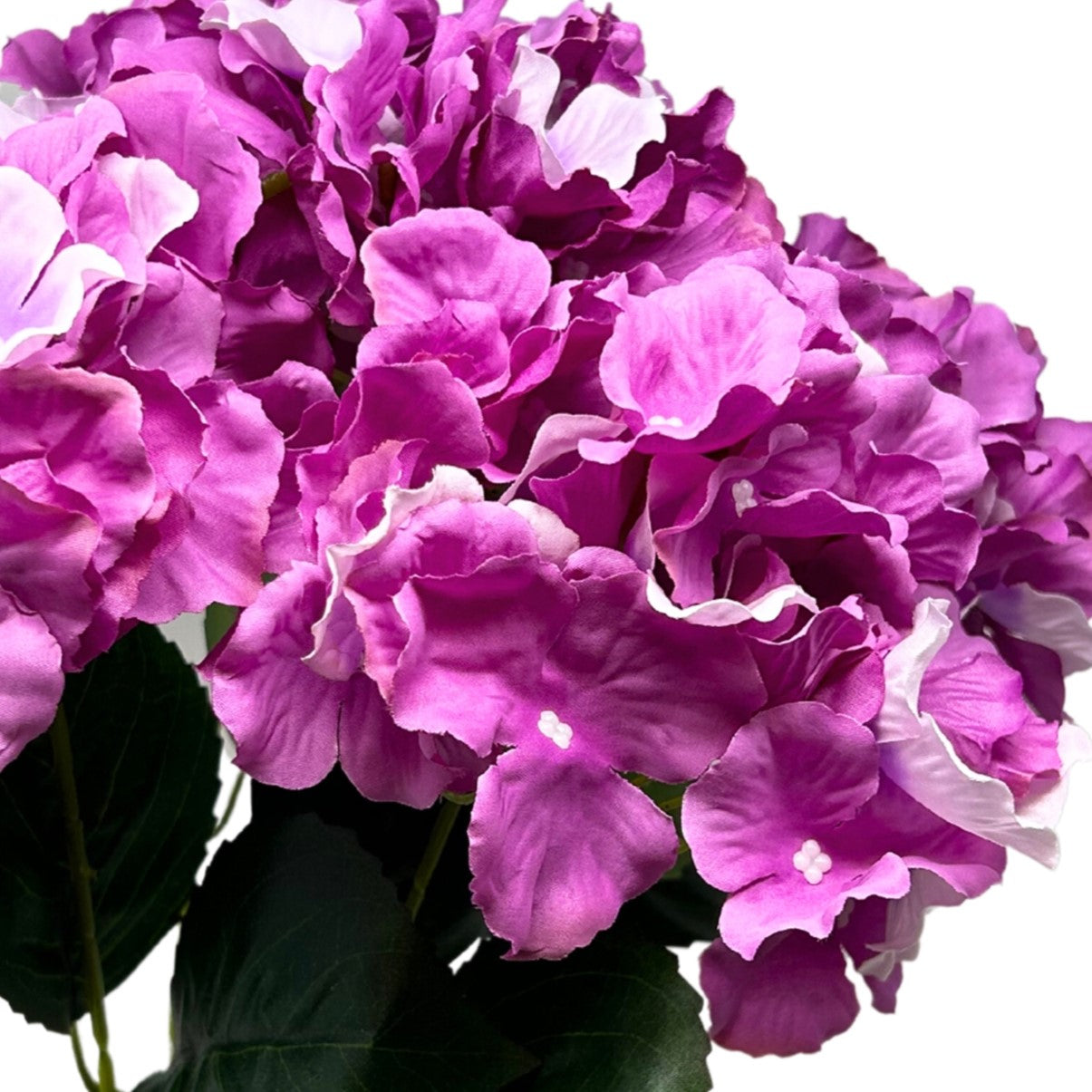 Cypress Garden Hydrangea Bush x 5 - 19” -Orchid| YSE