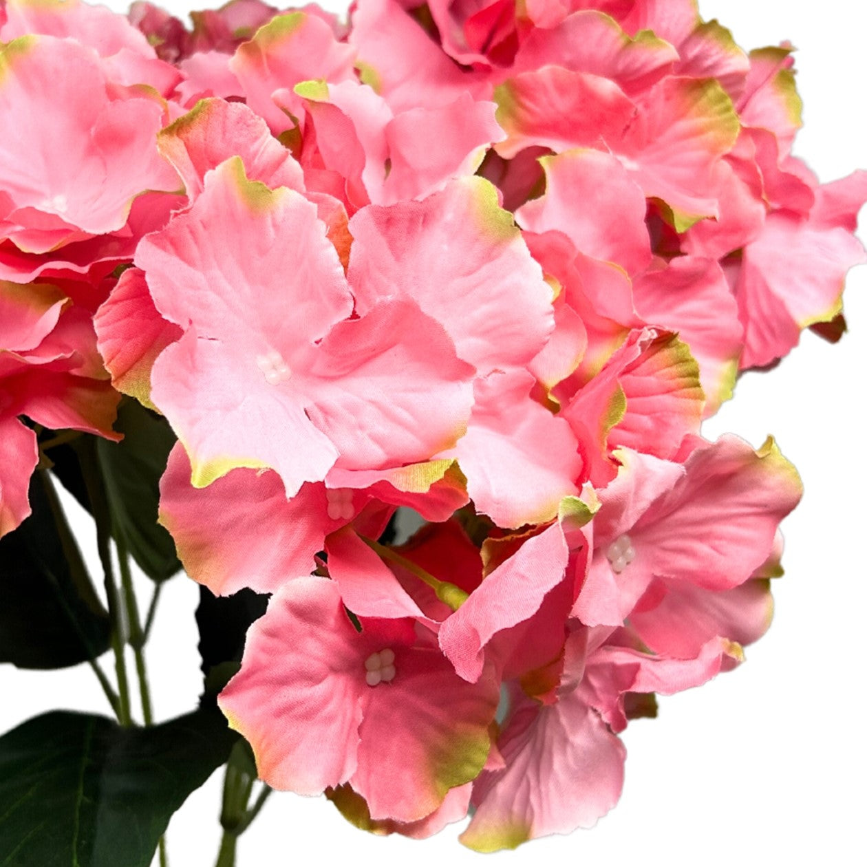 Cypress Garden Hydrangea Bush x 5 - 19” - Fuchsia/Green| YSE
