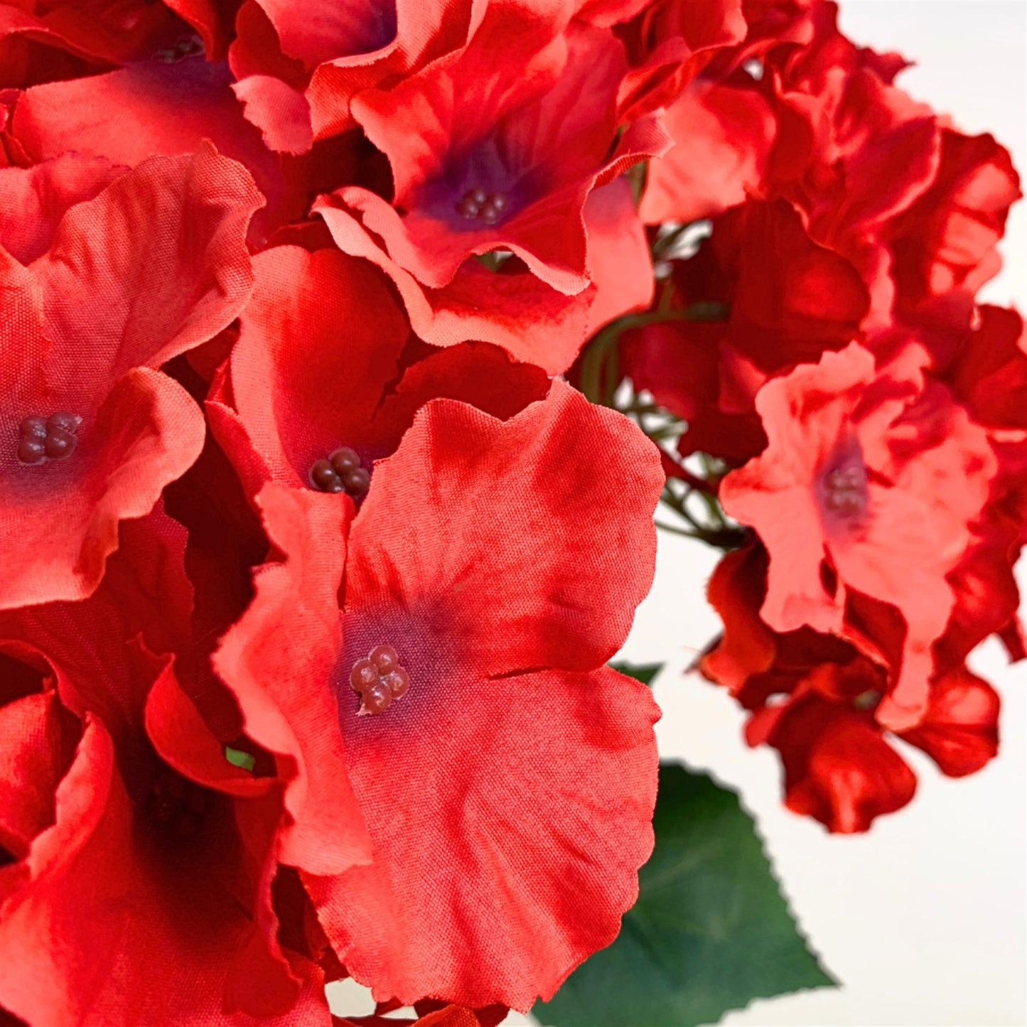 Cypress Garden Hydrangea Bush x 5 - Red 19" | YSE