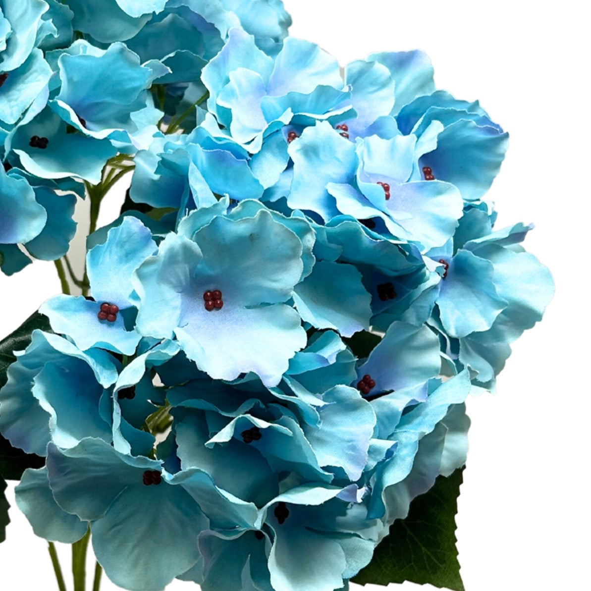 Cypress Garden Hydrangea Bush x 5 -Teal |YSE