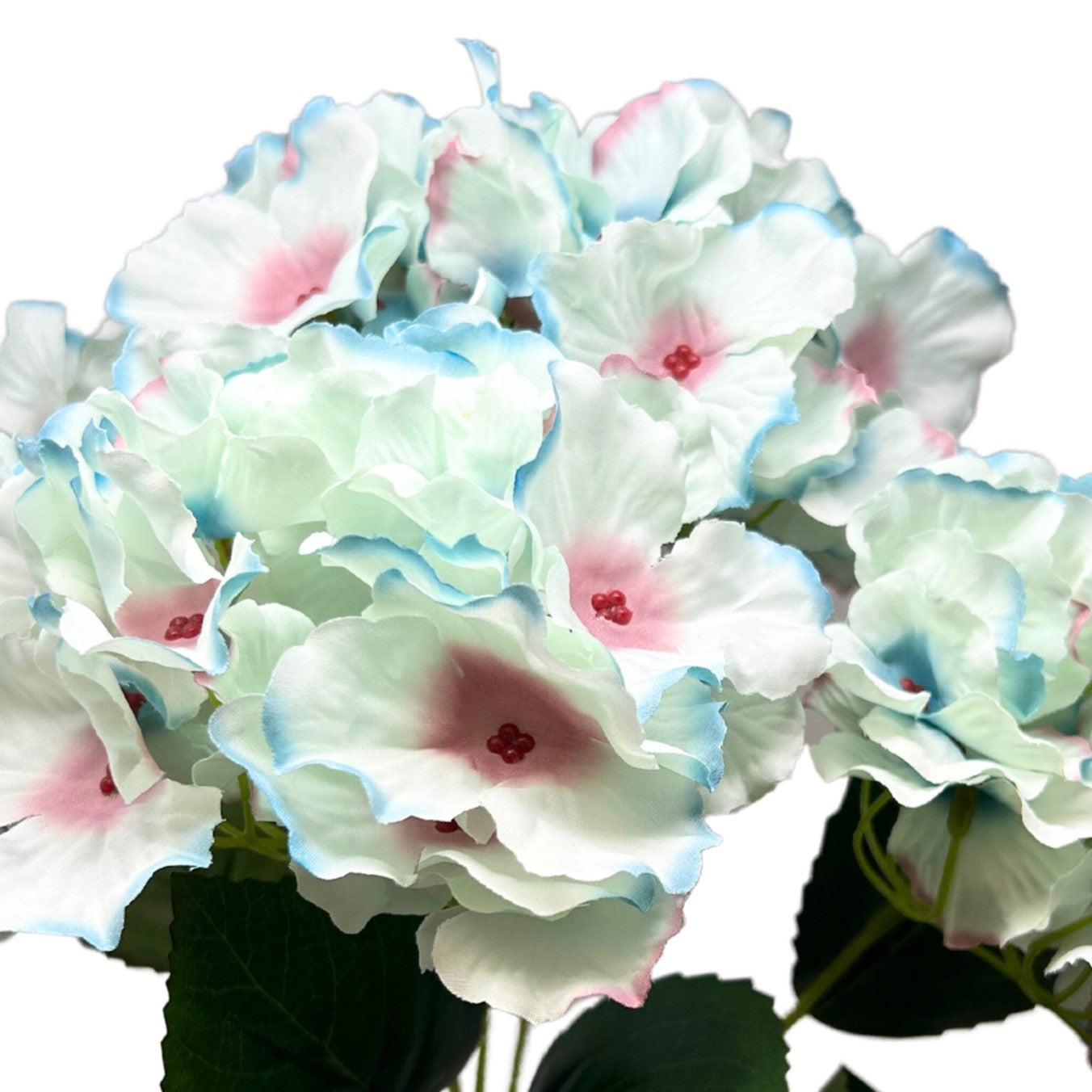 Cypress Garden Hydrangea Bush x 5 - 19” -Blue/Pink| YSE