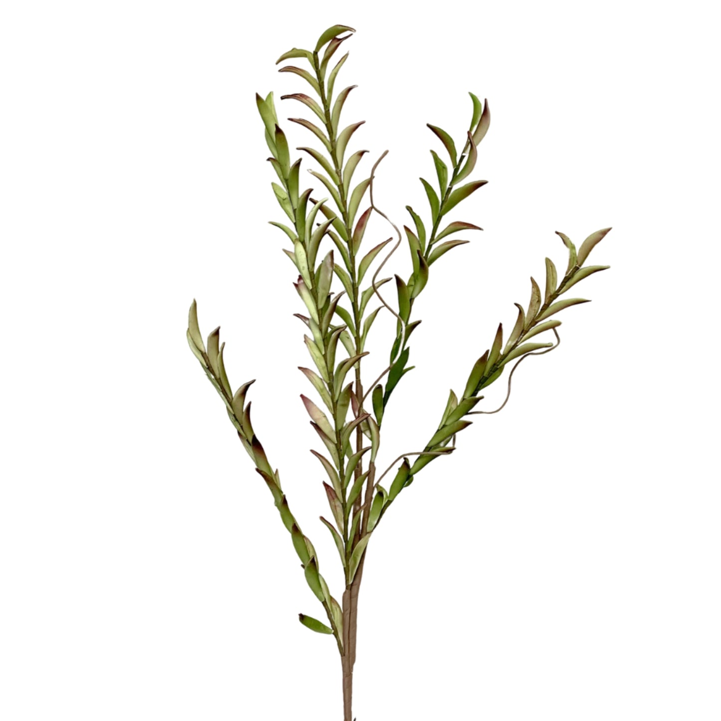 EVA Foam Wild String of Dolphins Spray Green/Burg. 43.25" | YSE